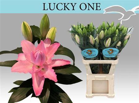 Lilium (Oriental Grp) dubbel 'Lucky One'
