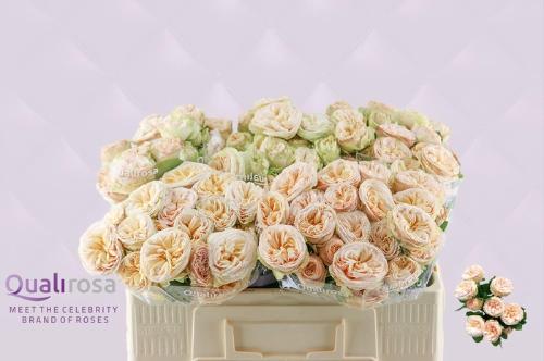 Rosa tros Gentle Trendsetter