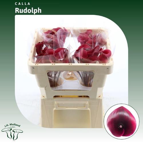 Zantedeschia 'Rudolph'