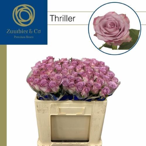 Rosa grootbloemig Thriller