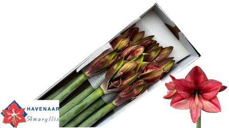 Hippeastrum Galaxy Grp 'Revelation'