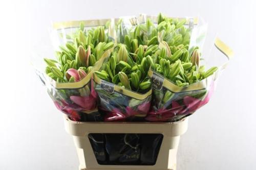 Lilium Longiflorum x Aziatische Grp 'Brindisi'