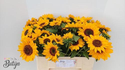 Helianthus annuus 'Sonja'