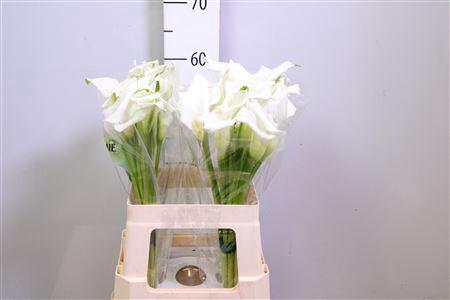 Zantedeschia 'Crystal Blush'