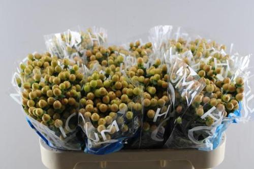 Hypericum Coco Gelato