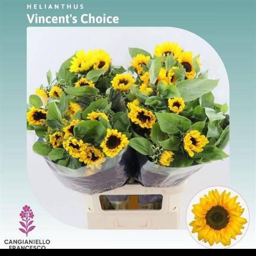 Helianthus annuus 'Vincent's Choice'