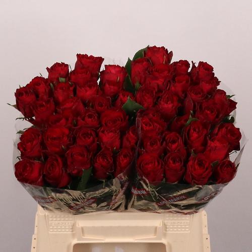 Rosa grootbloemig Madam Red