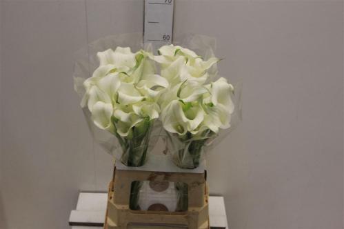 Zantedeschia 'White Present'