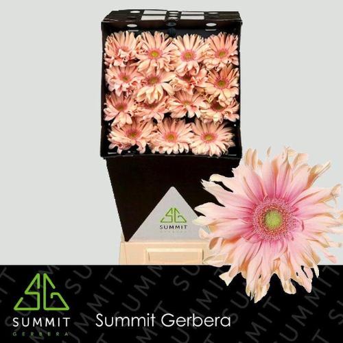 Gerbera grootbloemig 'Pasta Rosata'