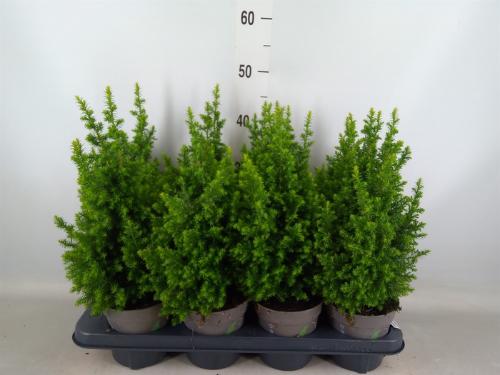 Chamaecyparis thyoides 'Top Point'