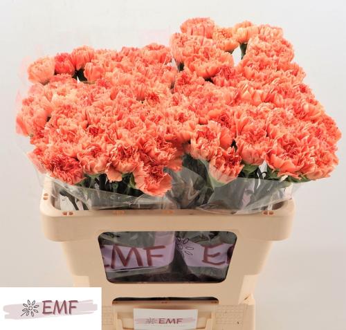 Dianthus standaard Tamarind