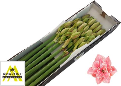 Hippeastrum Double Galaxy Grp Sweet Nymph