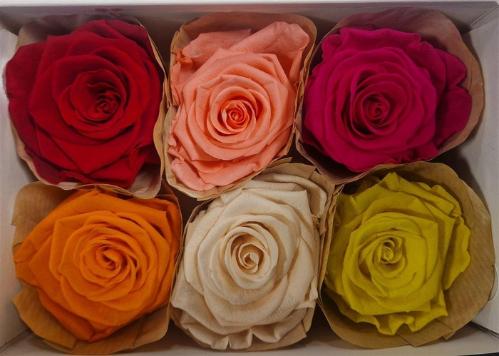 Rosa grootbloemig kleurbehandeld H%