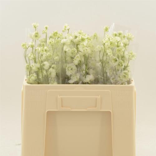 Delphinium Elatum Grp dubbelbloemig 'Dewi Lady'