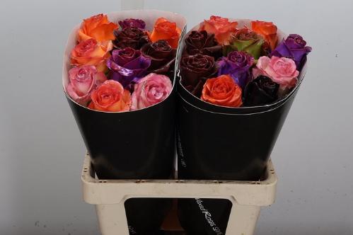 Rosa grootbloemig gewaxt H%