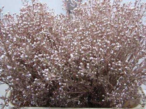 Chamelaucium kleurbehandeld H%