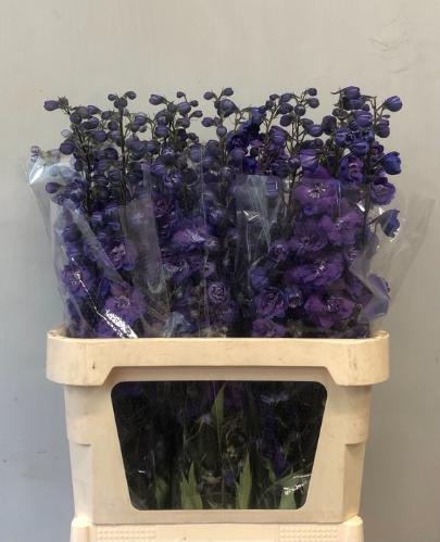 Delphinium Elatum Grp dubbelbloemig 'Christel'