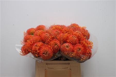 Leucospermum cordifolium 'Gold Dust'
