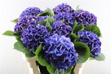 Hydrangea macrophylla Royal King