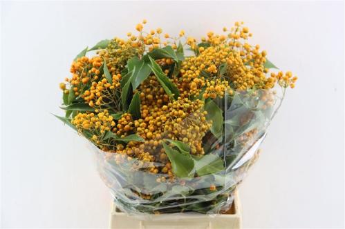 Pittosporum overig