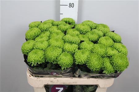 Chrysanthemum (Indicum Grp) geplozen Alemani
