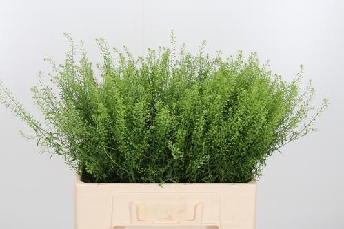 Thlaspi Green Bell