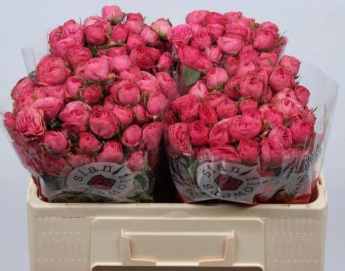 Rosa tros Grand Trendsetter
