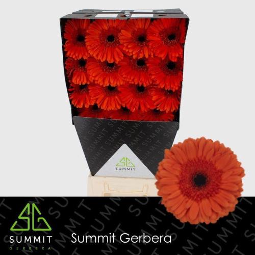 Gerbera grootbloemig 'Capella'