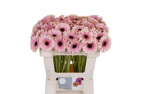 Gerbera mini Esmee