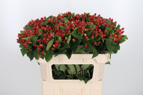 Hypericum inodorum Magical Triumph