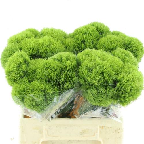 Dianthus barbatus Kiwi Mellow
