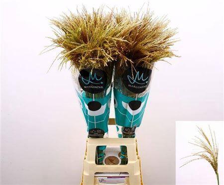 Miscanthus sinensis White Cloud