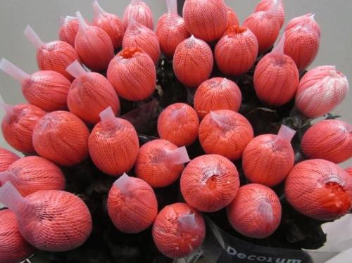 Chrysanthemum (Indicum Grp) geplozen Antonov kleurbehandeld H%