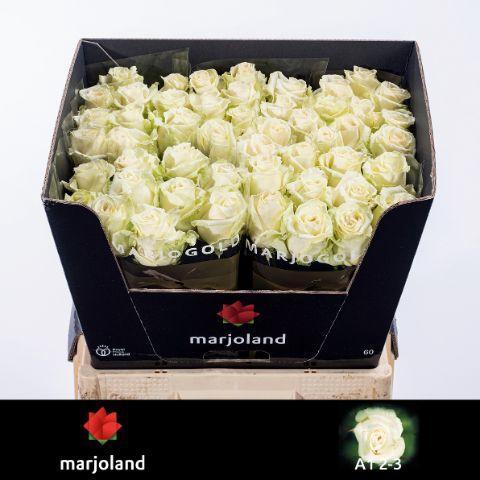 Rosa grootbloemig Dolomiti