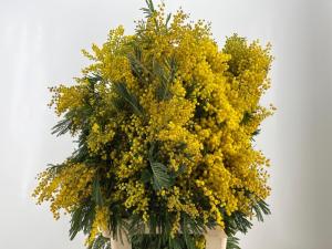 Acacia baileyana bloeiend per bos 'Purpurea'Dealbata Grp