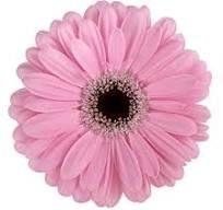 Gerbera grootbloemig Alison