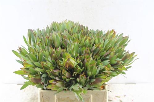 Leucadendron overig