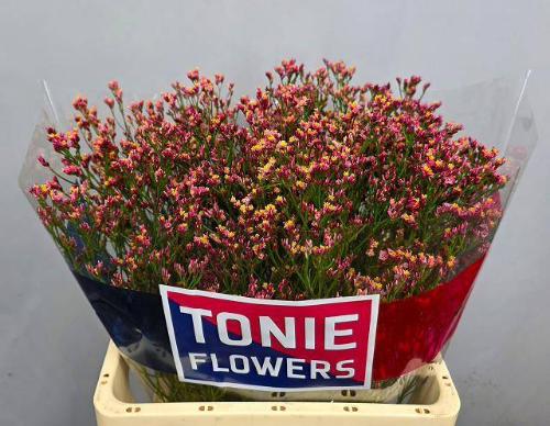 Limonium sinensis Maxima Diamond