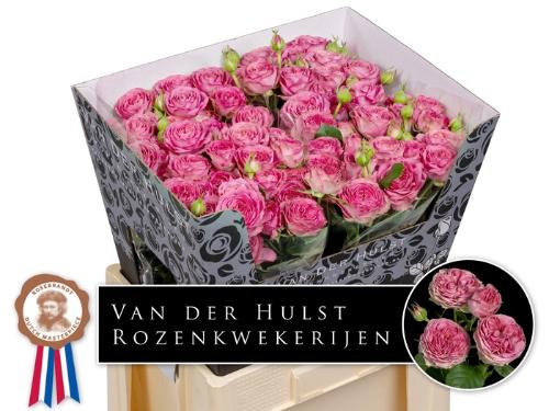 Rosa tros Paradox!