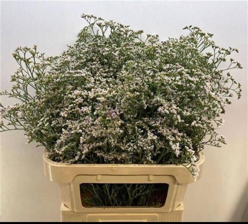 Limonium caspium 'White Neto'