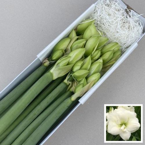 Hippeastrum (Double Galaxy Grp) Wimbledon