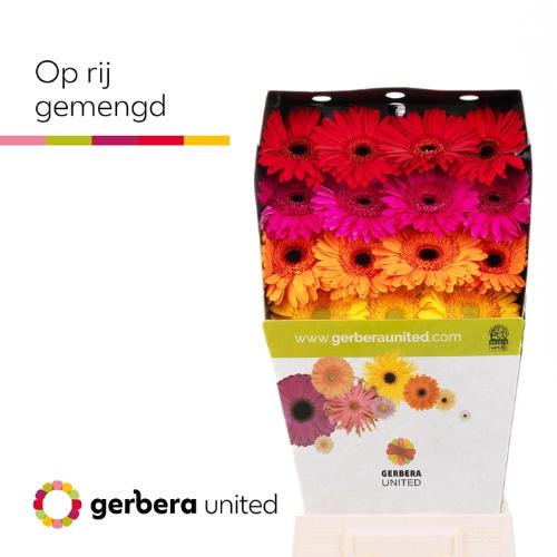 Gerbera grootbloemig gemengd op rij