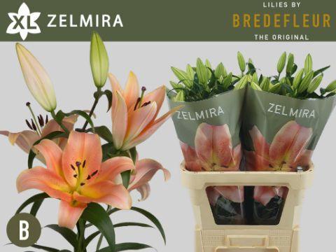 Lilium Oriental x Trumpet Grp 'Zelmira'