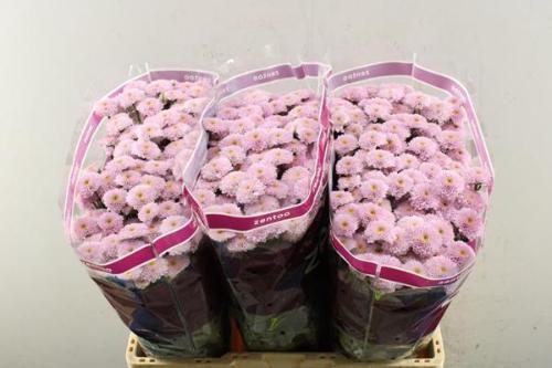 Chrysanthemum (Indicum Grp) tros santini Miller Pearl