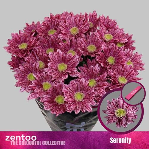 Chrysanthemum Indicum Grp tros Serenity
