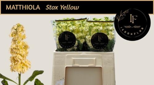 Matthiola incana StoX Yellow