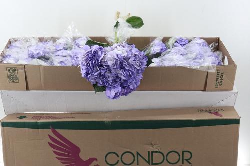 Hydrangea overig