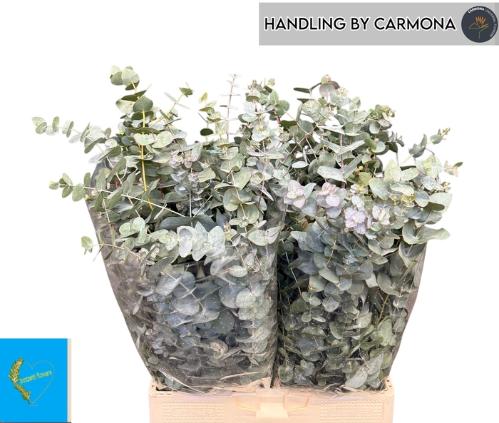 Eucalyptus per bos cinerea