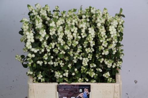 Symphoricarpos Magical Lemon And Lime
