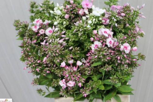Phlox paniculata gemengd in bos
